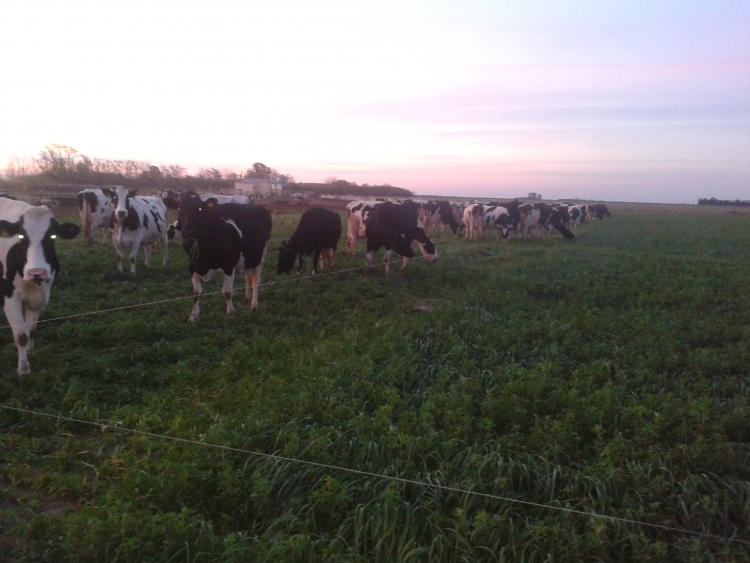 60 HA