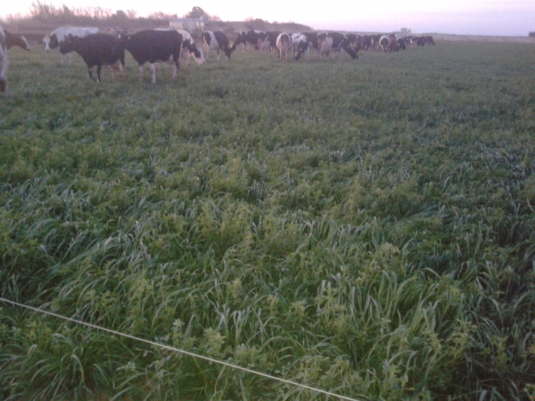 60 HA