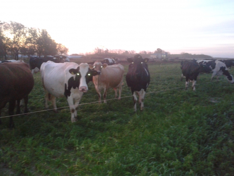 60 HA