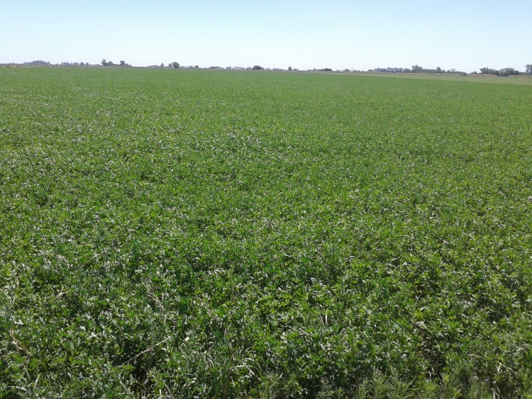 130 HA