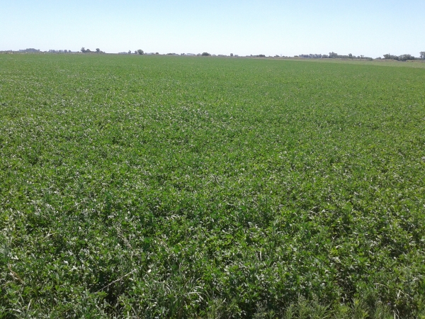 130 HA