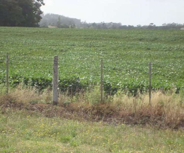 15 HA