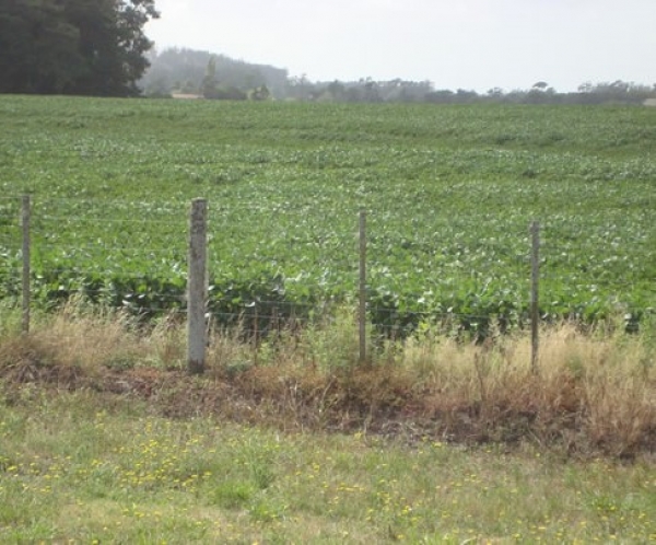 15 HA