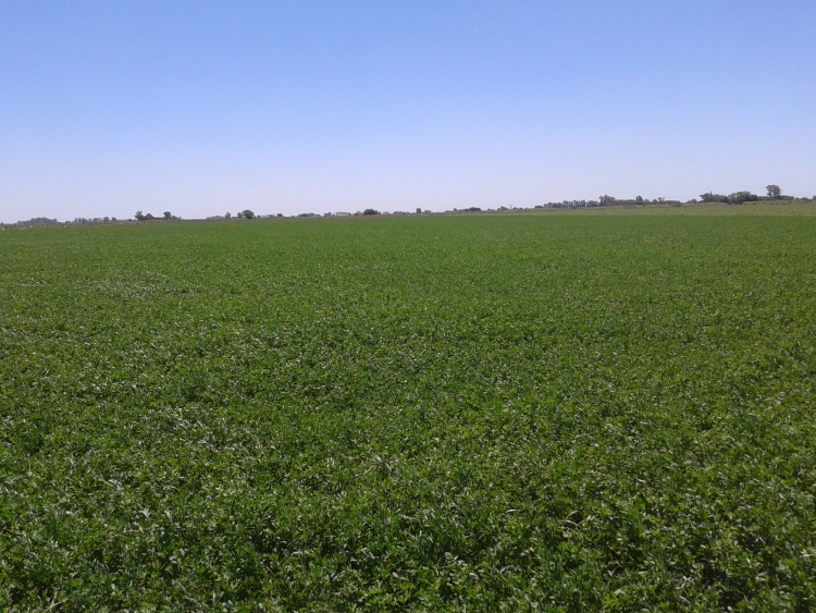 65 HA
