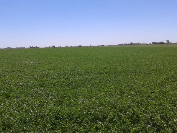 65 HA