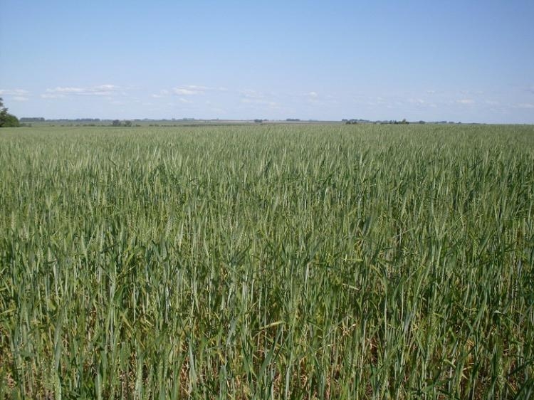 19 HA