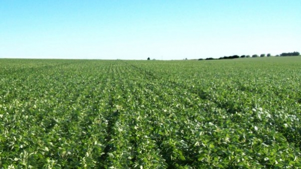 22 HA SERODINO